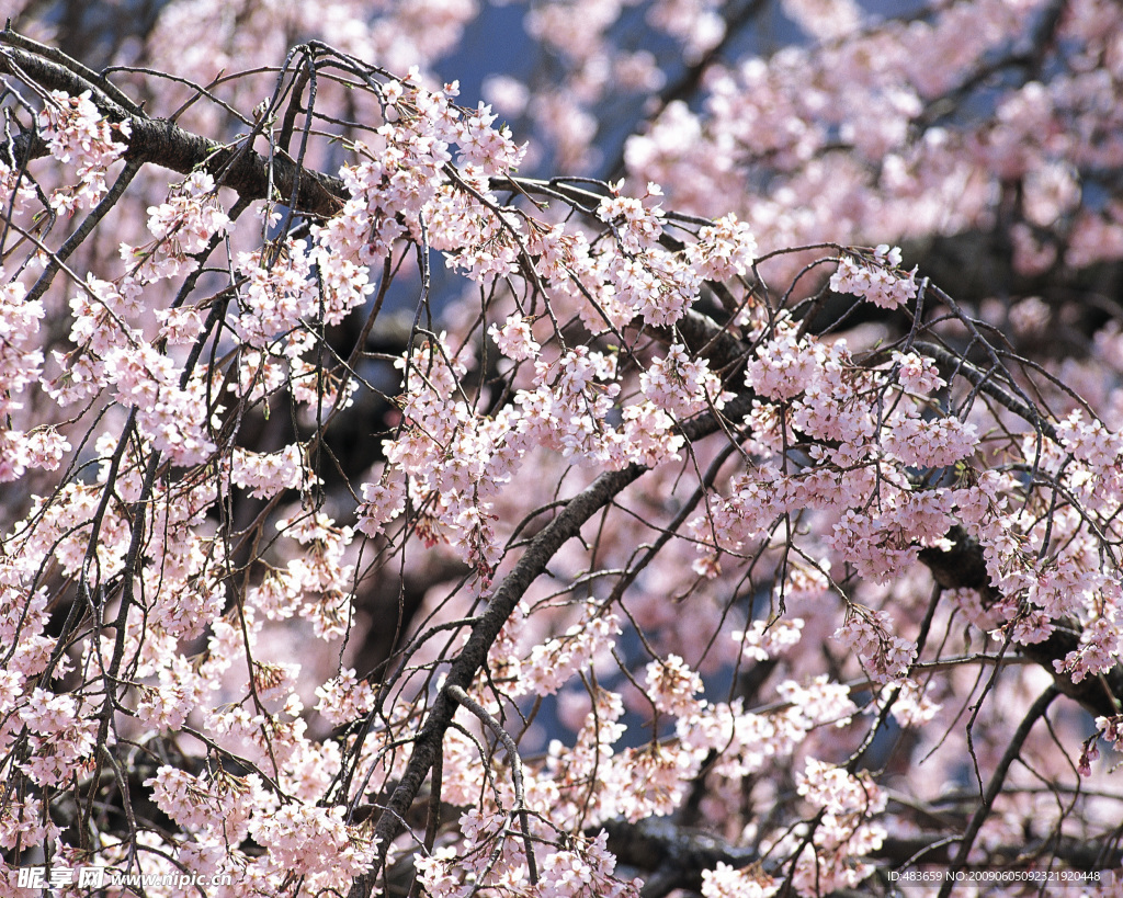 花天花地