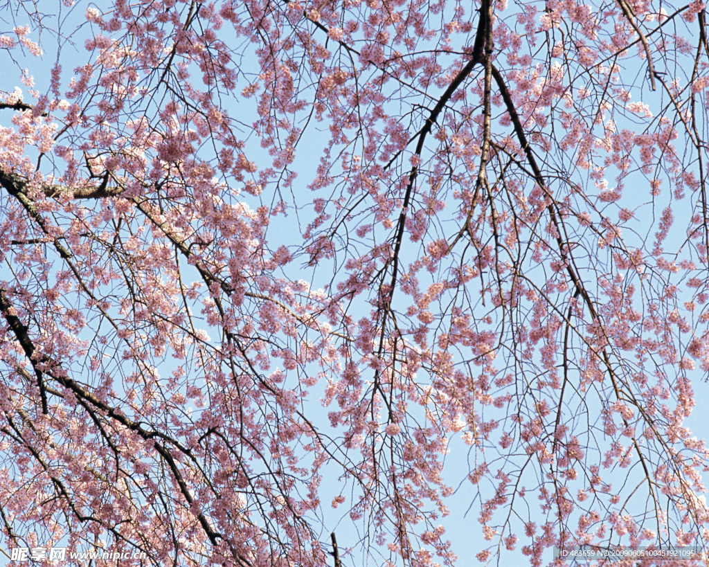 美丽花条