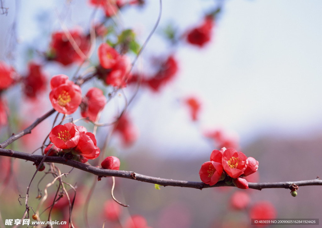 树枝上的小红花