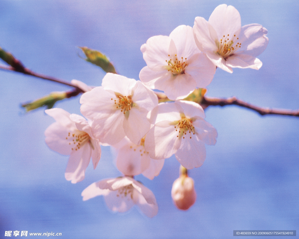 花枝