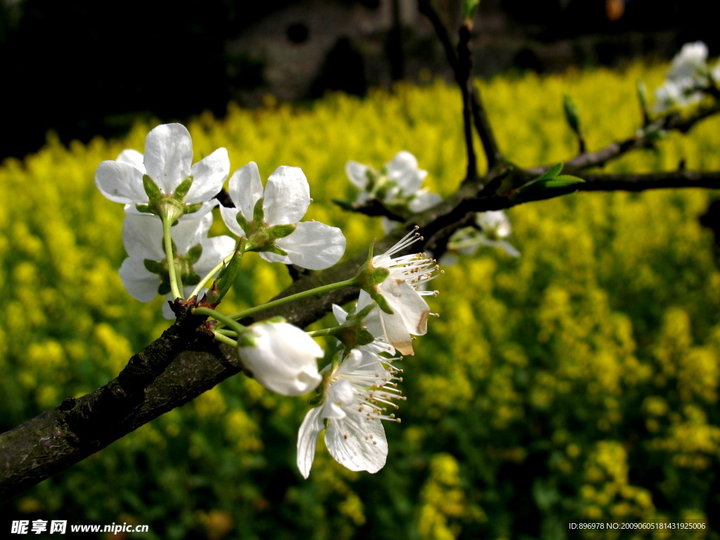李花