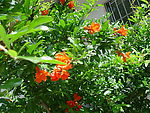 石榴花