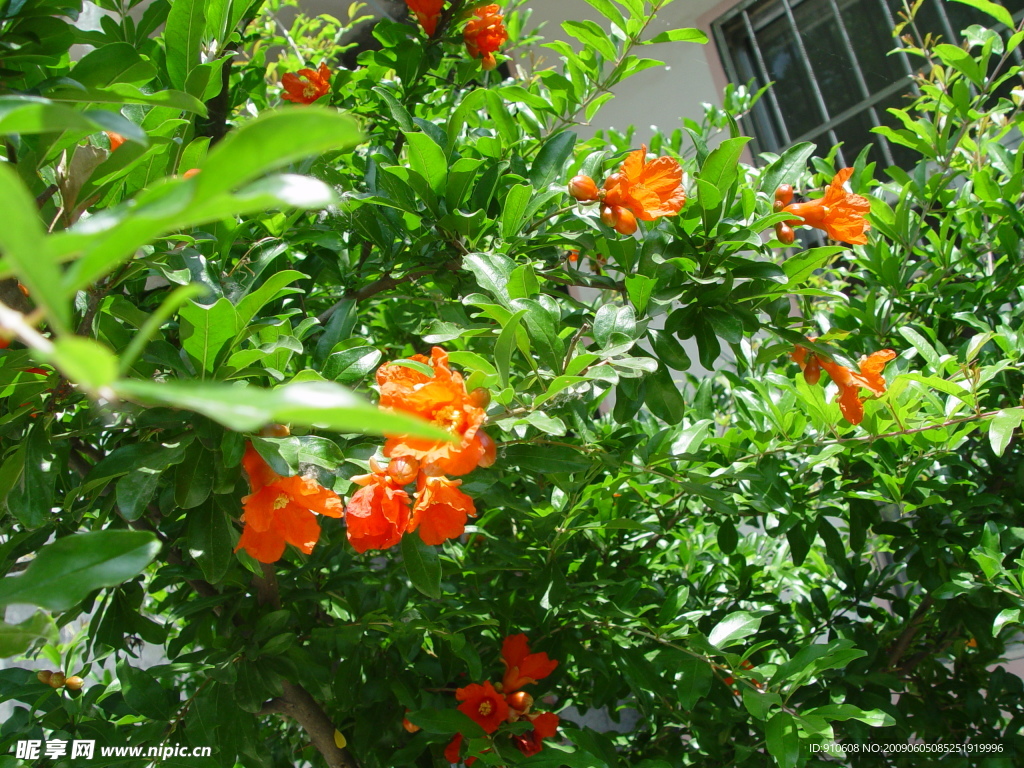 石榴花