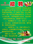青岛招聘 招聘 海报 绿色