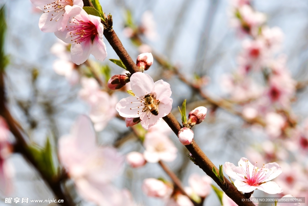 桃花与蜜蜂