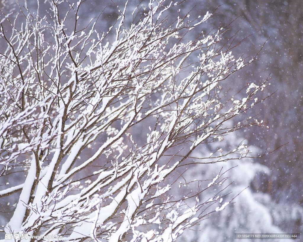 树枝上的雪