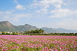 波斯菊