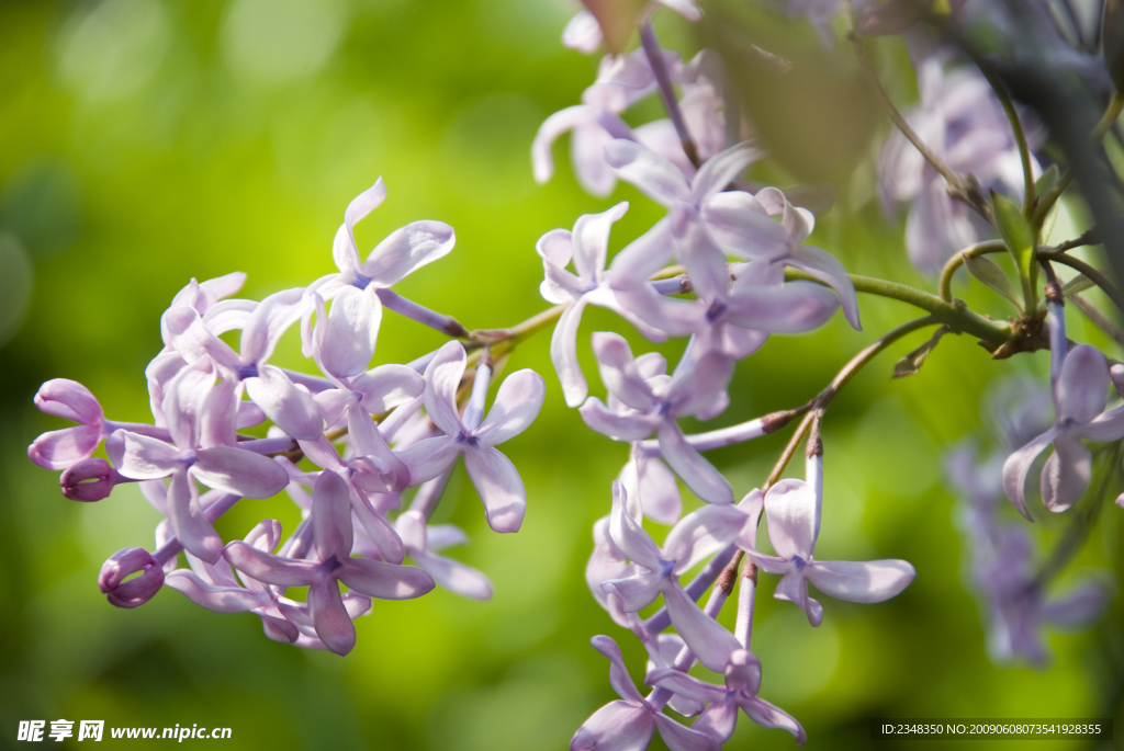 紫丁香花绿色