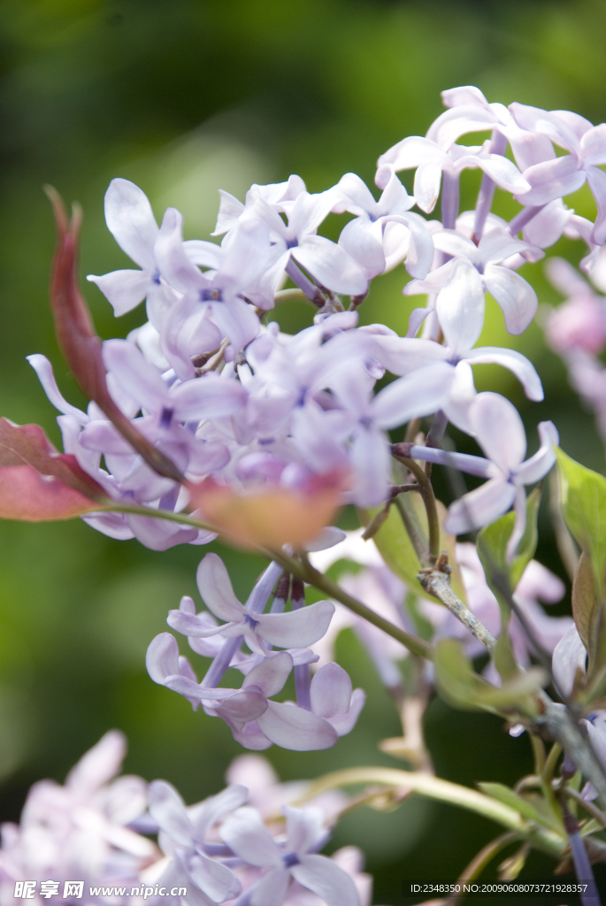 紫丁香花绿色