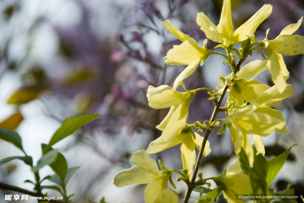 紫丁香花绿色