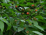 山野里的成熟野树莓