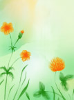 花纹