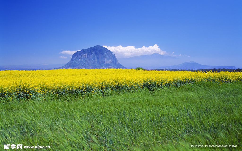 韩国济州岛山房山的油菜花田