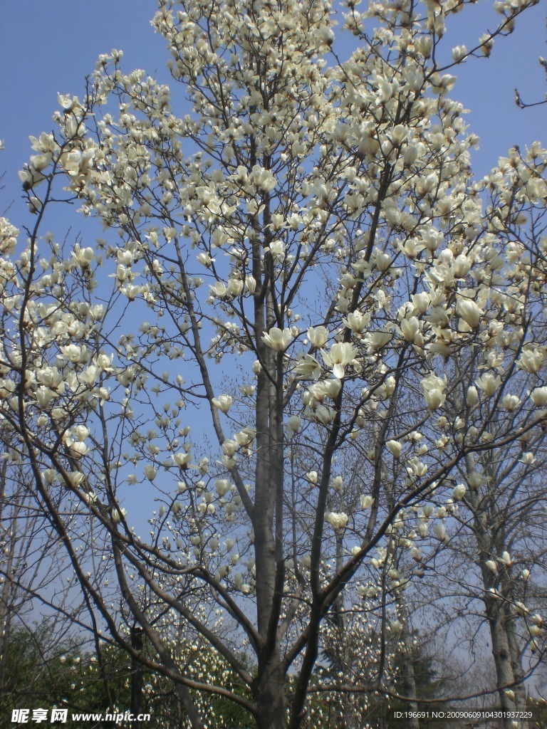 白玉兰