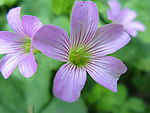 小花