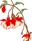 花儿