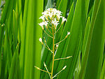 绿叶丛中的白色小花