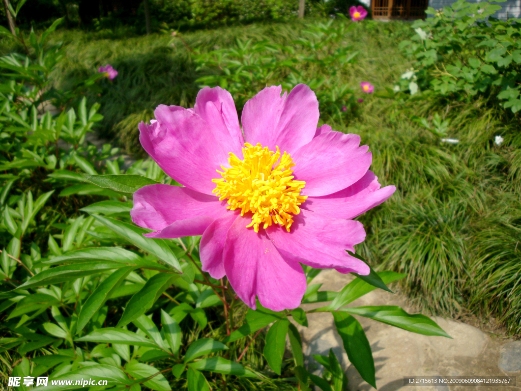 红色一朵花