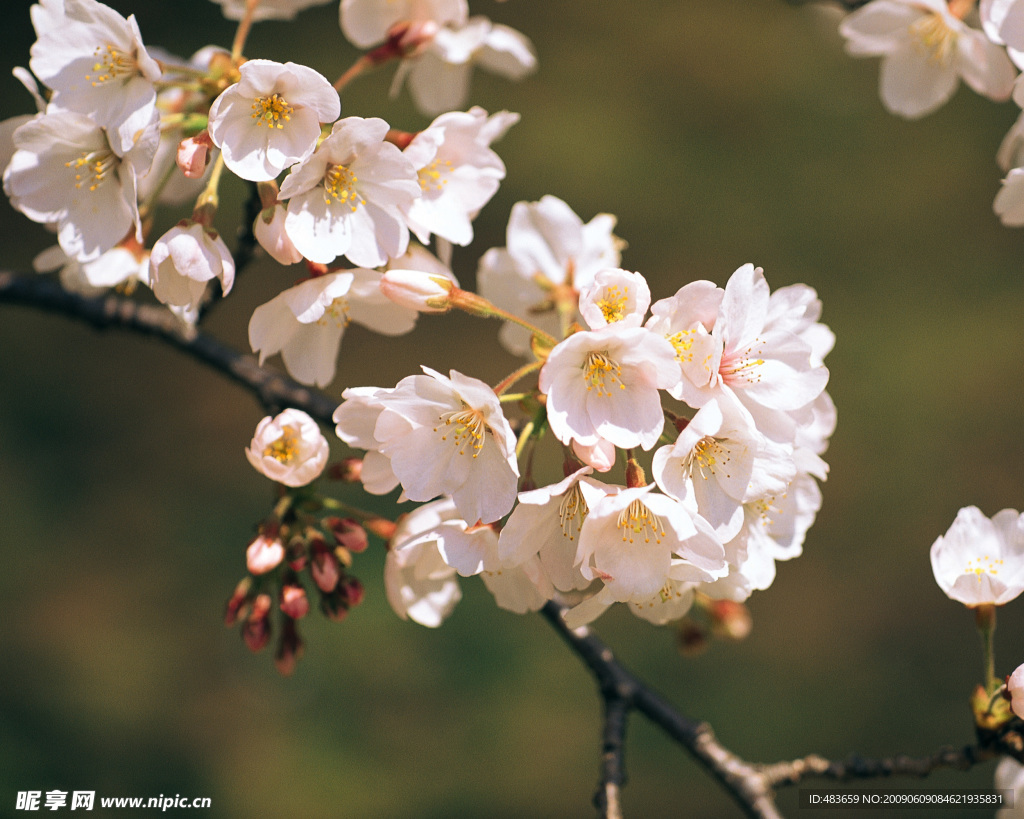 花枝