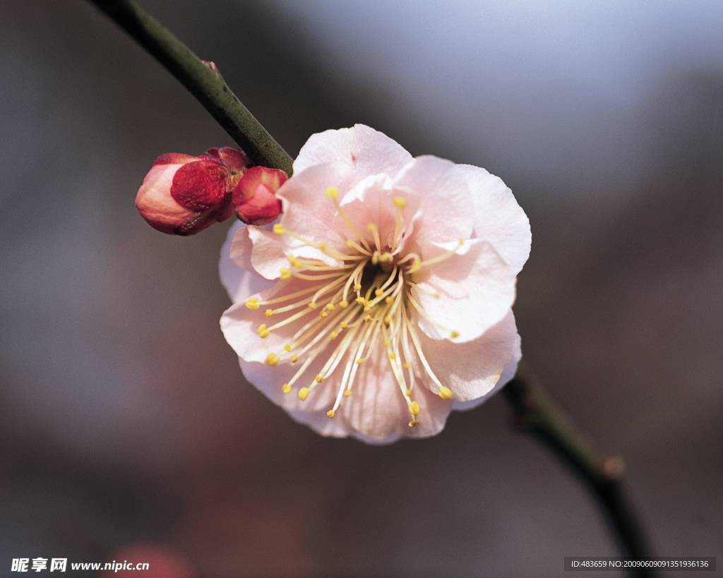 花一朵