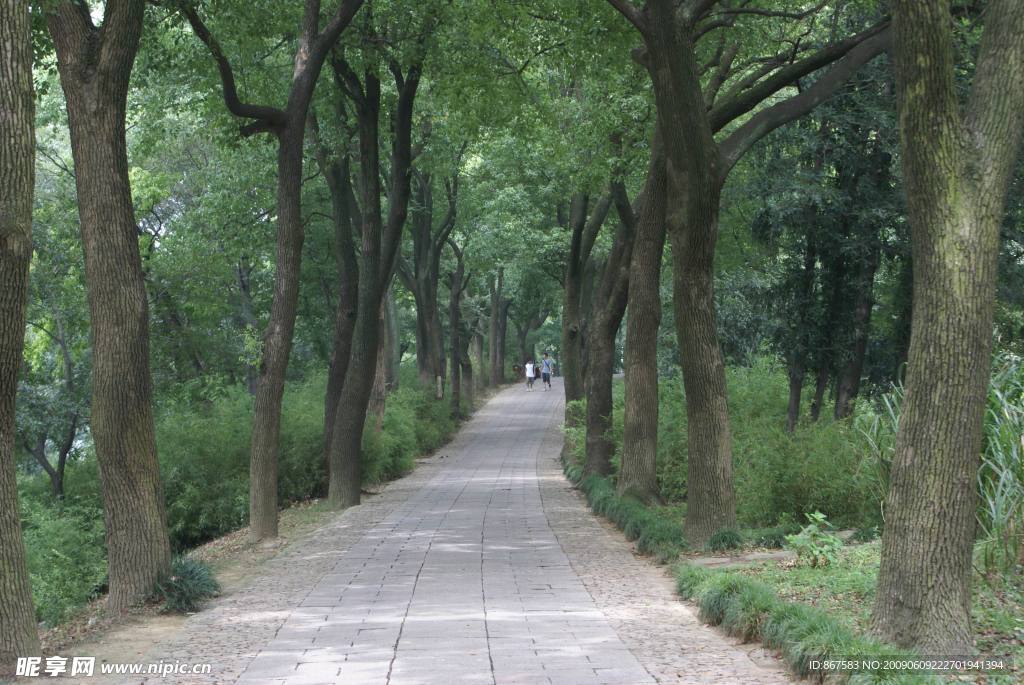 林荫 小道