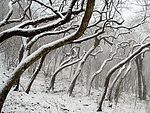 雪树