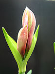 水仙花