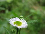 白花
