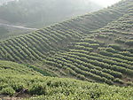 茶山