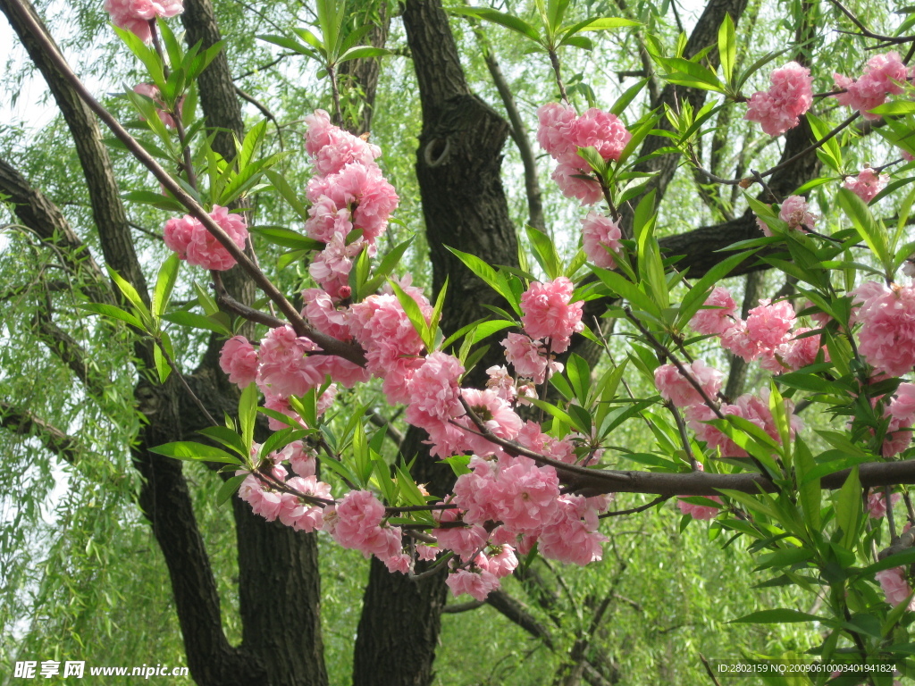 桃花