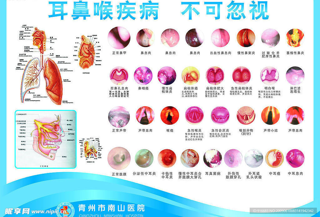 耳鼻喉解剖图挂板