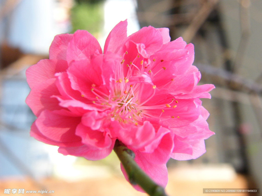 桃花