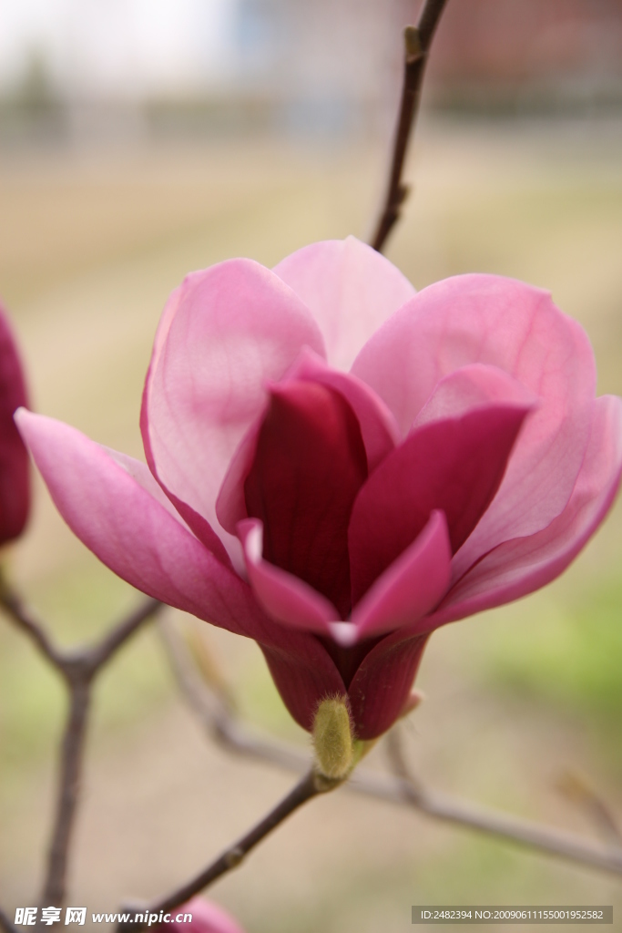 玉兰花