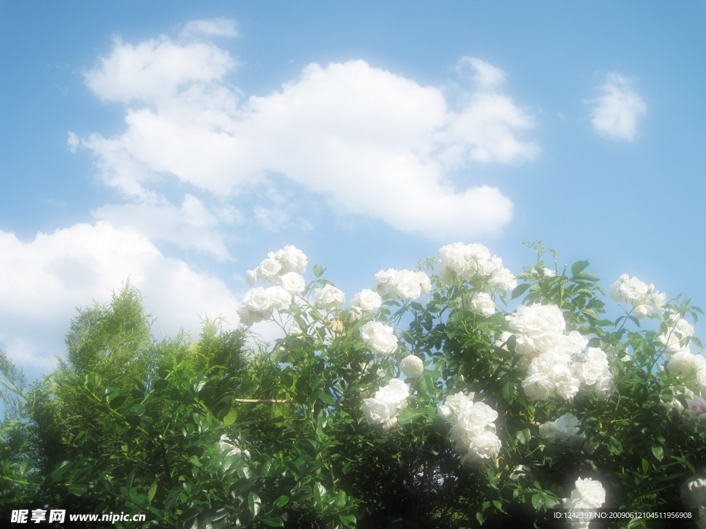 花朵特写