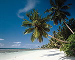 大海 椰树