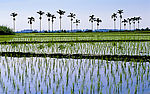 台湾池上水稻田