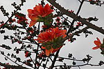 木棉花01