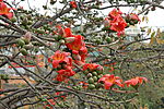 木棉花04