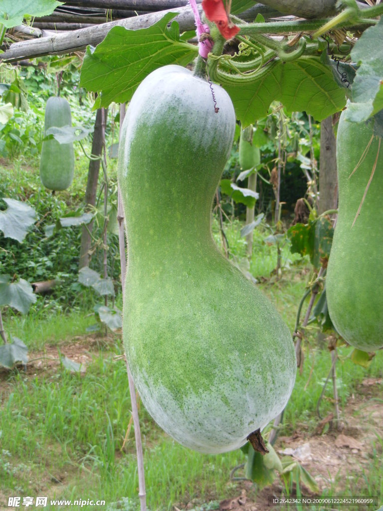 冬瓜