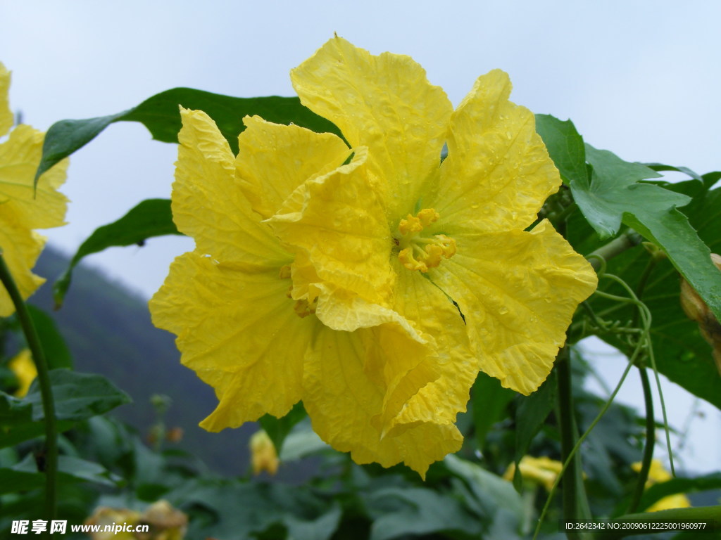 丝瓜花