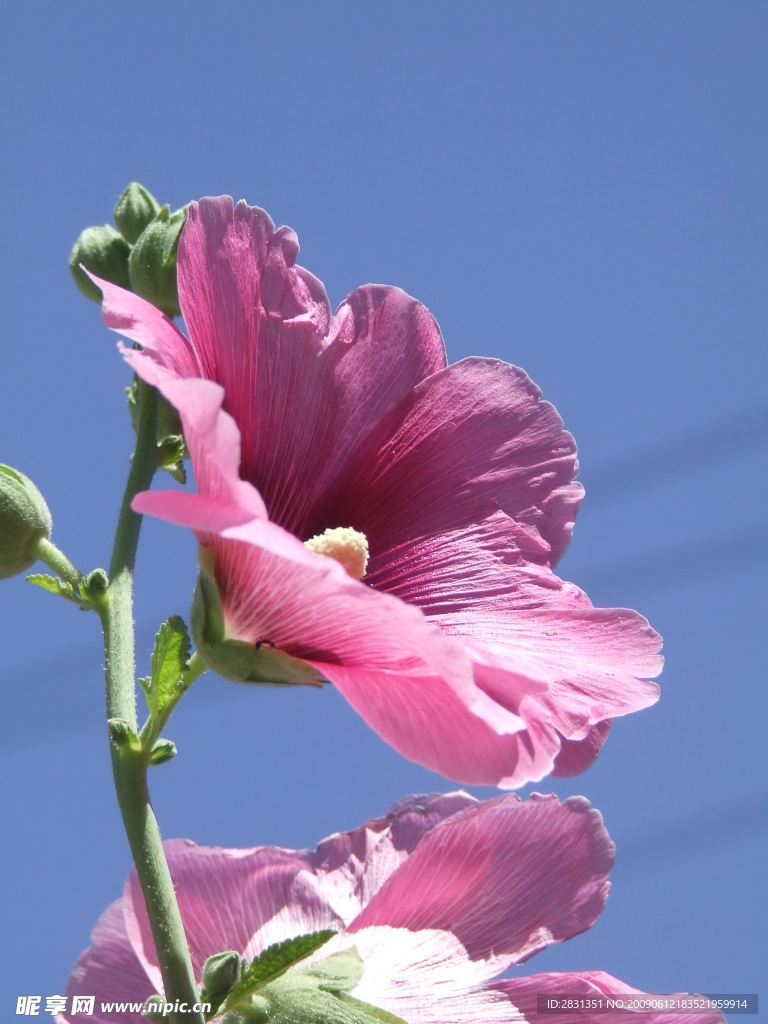 蜀葵