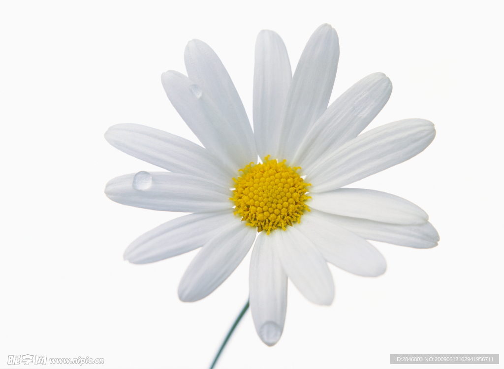 小白花