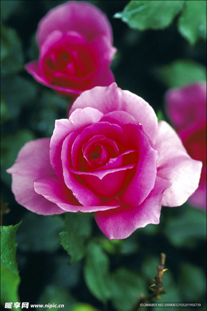 鲜花