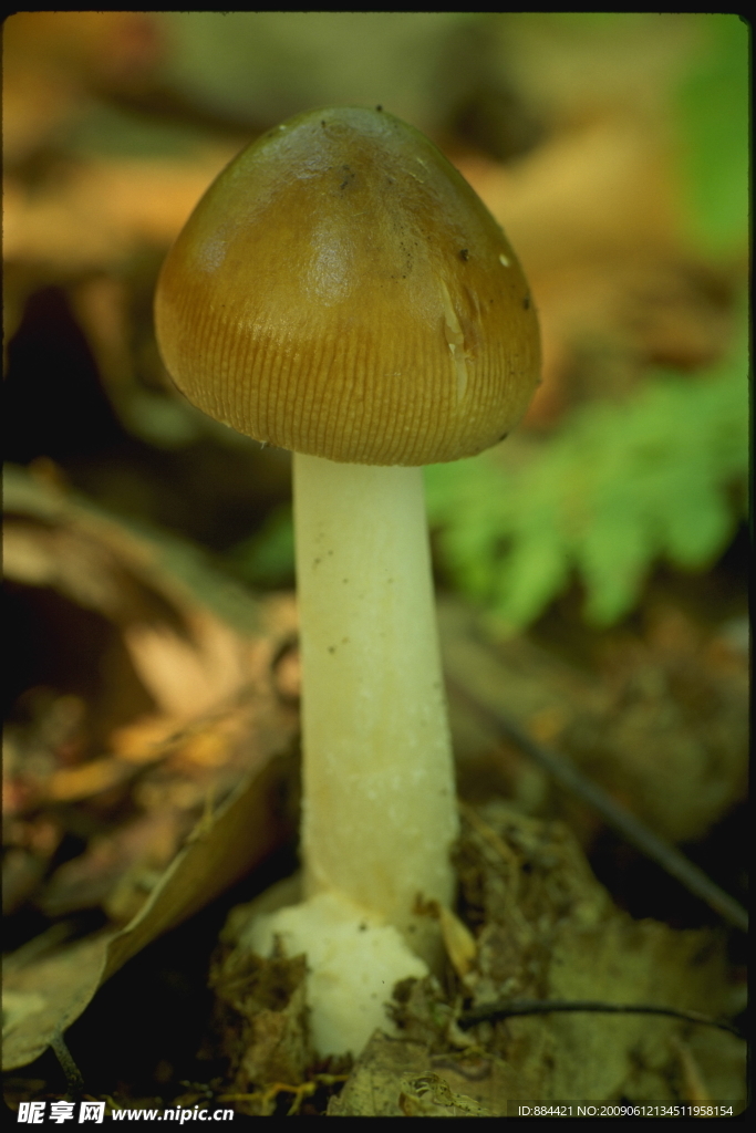 蘑菇