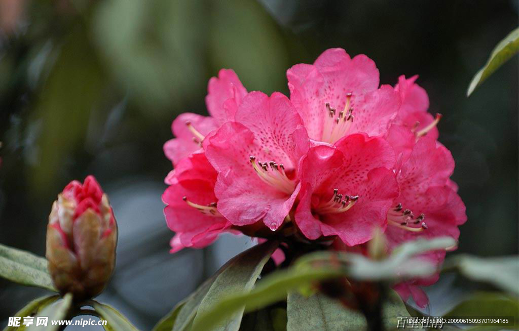杜鹃花