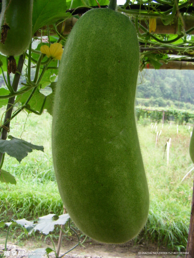 冬瓜
