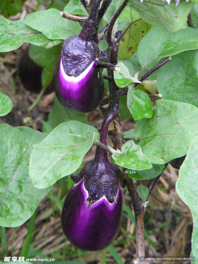 茄子