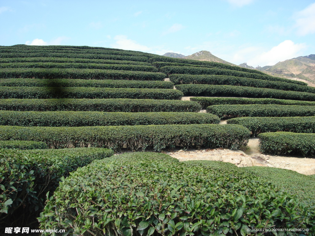 茶山