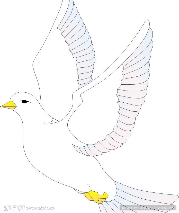 鸽子