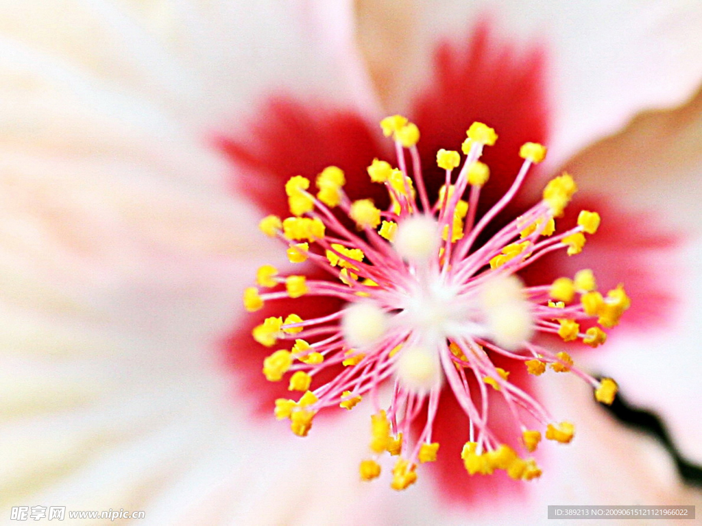 花卉